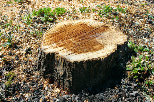 Trunk from a cut tree. The wood texture on a cut of wood. Stump in the forest