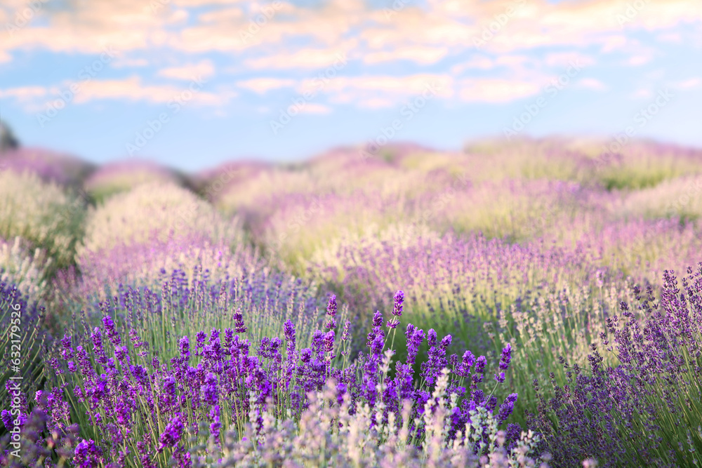 Beautiful lavender meadow under blue sky, selective focus Beautiful lavender meadow under blue sky, selective focus