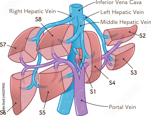 肝臓、門脈、脾臓のイラスト,liver,spleen,portal vein,abdominal aorta,inferior vena cava,duodenum,gallbladder,illustration photo