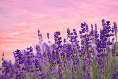 Beautiful lavender meadow under sunset sky  selective focus