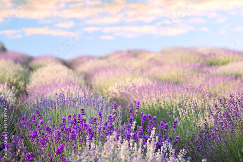 Beautiful lavender meadow under blue sky, selective focus