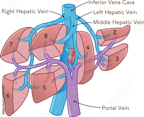 肝臓、門脈、脾臓のイラスト,liver,spleen,portal vein,abdominal aorta,inferior vena cava,duodenum,gallbladder,illustration