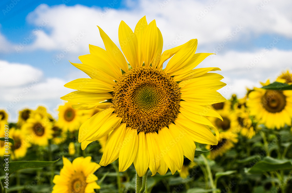 Fototapeta premium Sunflower on the background of blue sky stock photo