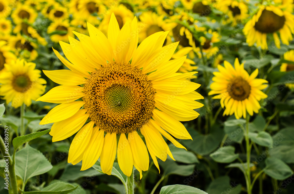 Blooming sunflower in the summer stock photo.