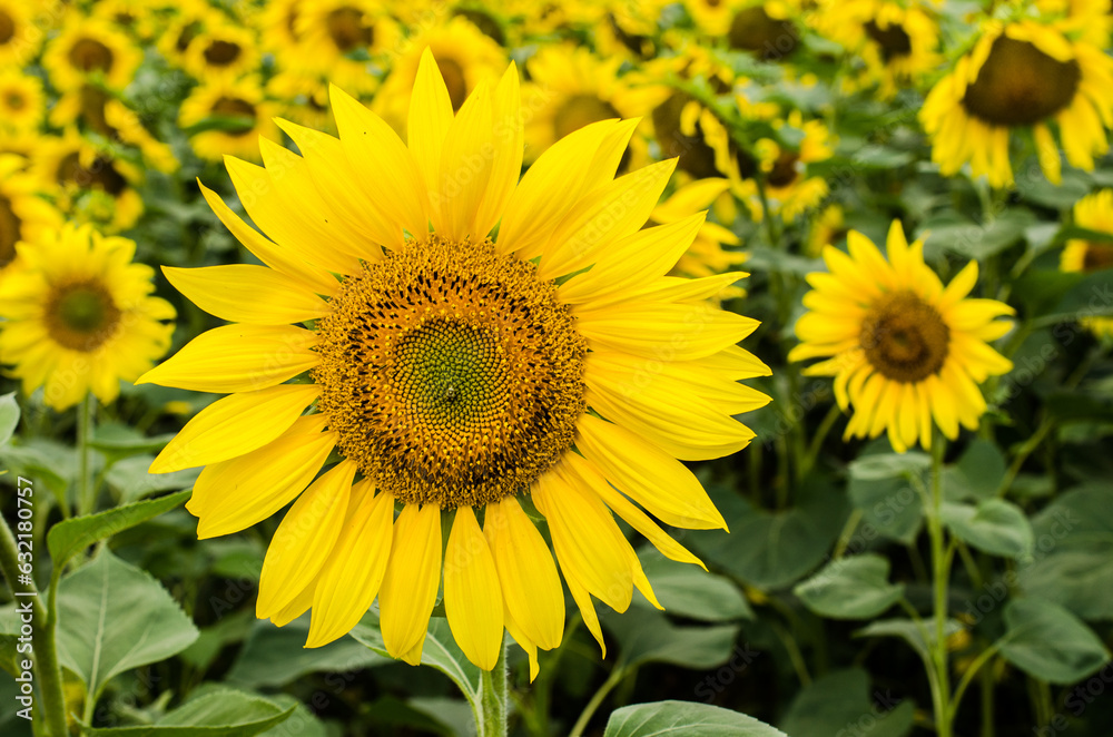 Blooming sunflower in the summer stock photo. Blooming sunflower in the summer stock photo.