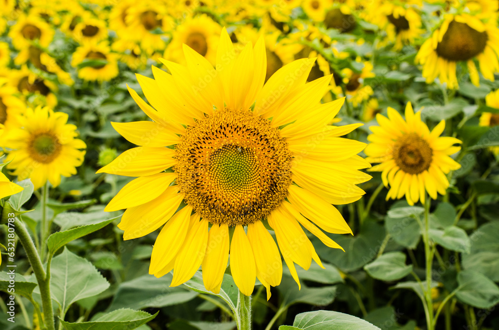 Sunflowers in the field stock photo