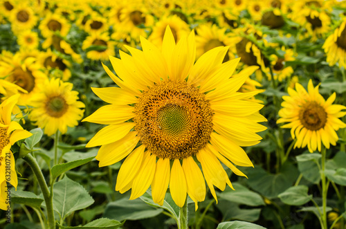 Beautiful closeup sunflower 
