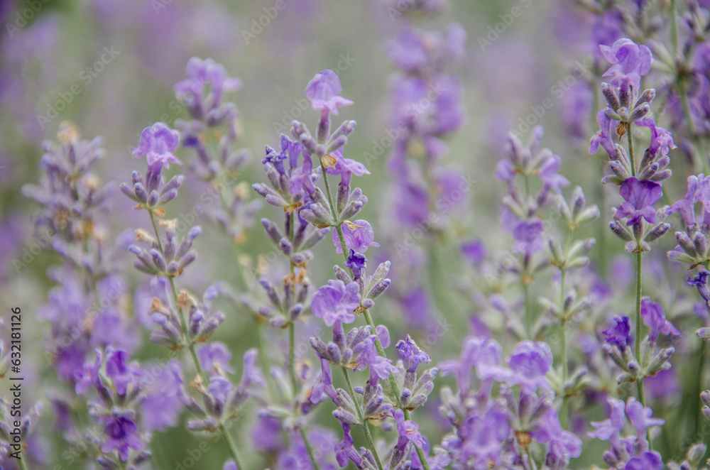 Lavender flowers in the field stock photo Lavender flowers in the field stock photo