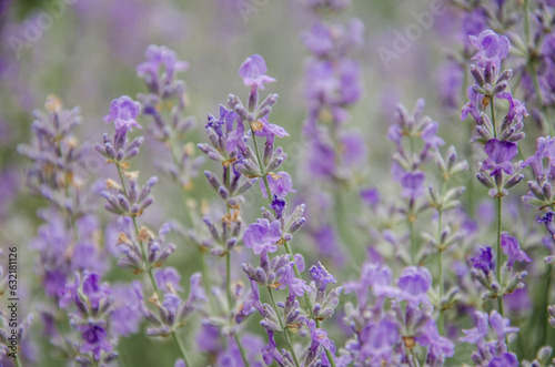 Lavender flowers in the field stock photo