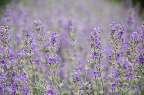 Field of lavender macro photo
