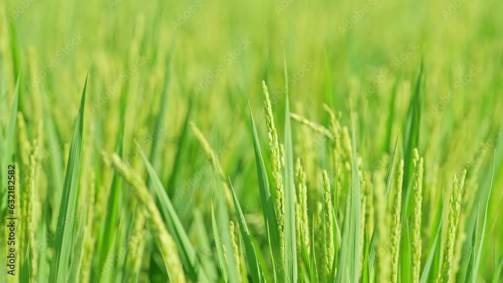 Rice ears bearing fruit, harvest, agriculture, paddy field Rice ears bearing fruit, harvest, agriculture, paddy field
