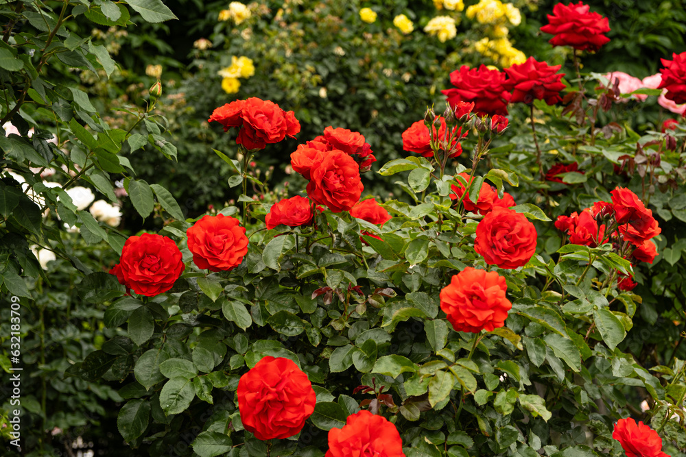 Red roses in the garden. Beautiful greeting card, gardening and rose cultivation.