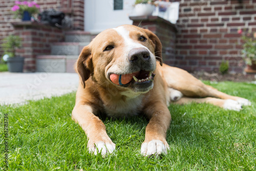 Fototapeta Naklejka Na Ścianę i Meble -  Glücklicher adoptierter Mischlingshund im neuen Zuhause