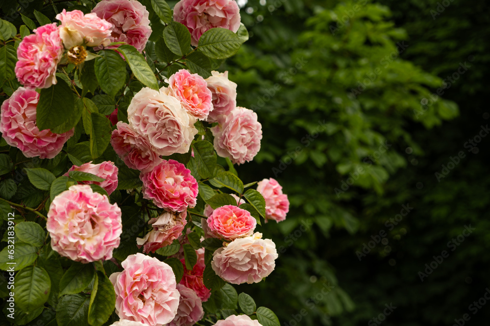 Damask rose bush close-up. Gardening, growing roses, beautiful postcard Damask rose bush close-up. Gardening, growing roses, beautiful postcard