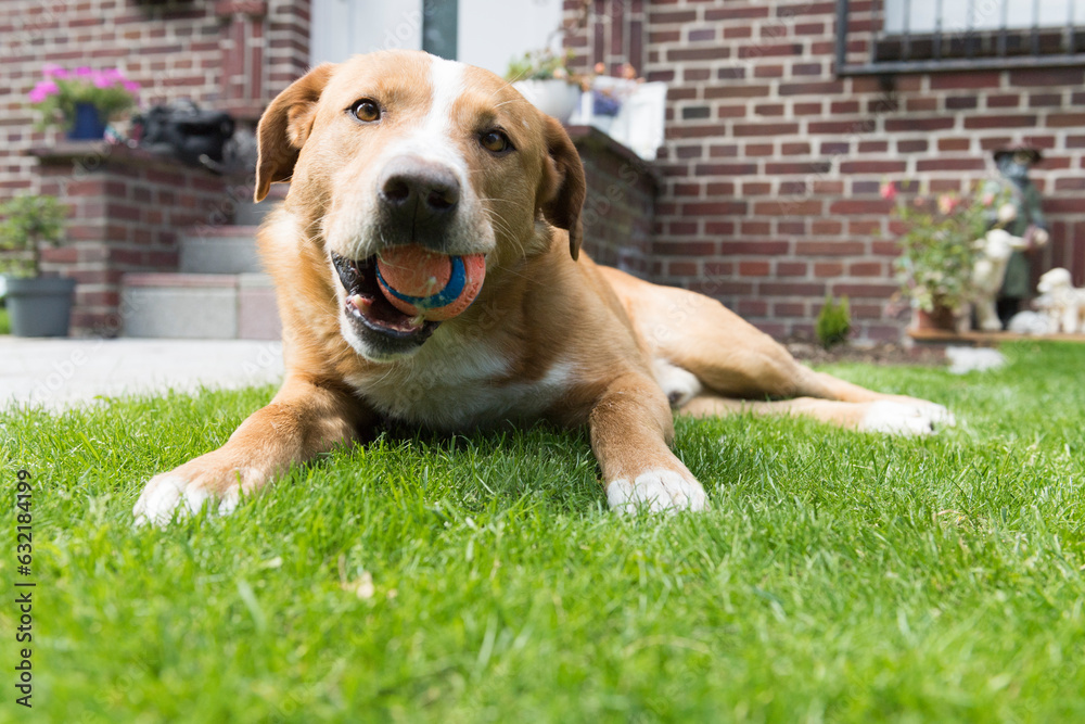 Liegender Mischlingshund mit seinem Ball im Maul Liegender Mischlingshund mit seinem Ball im Maul