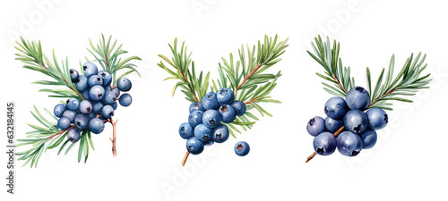 plant juniper berry watercolor