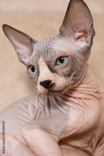 A large portrait of a 3-month-old Canadian Sphynx kitten on a beige background.