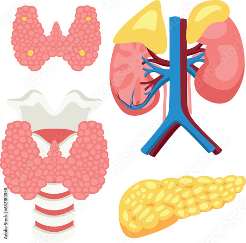 Human endocrine glands for study in medical universities for surgeons and other doctors isolated on white background