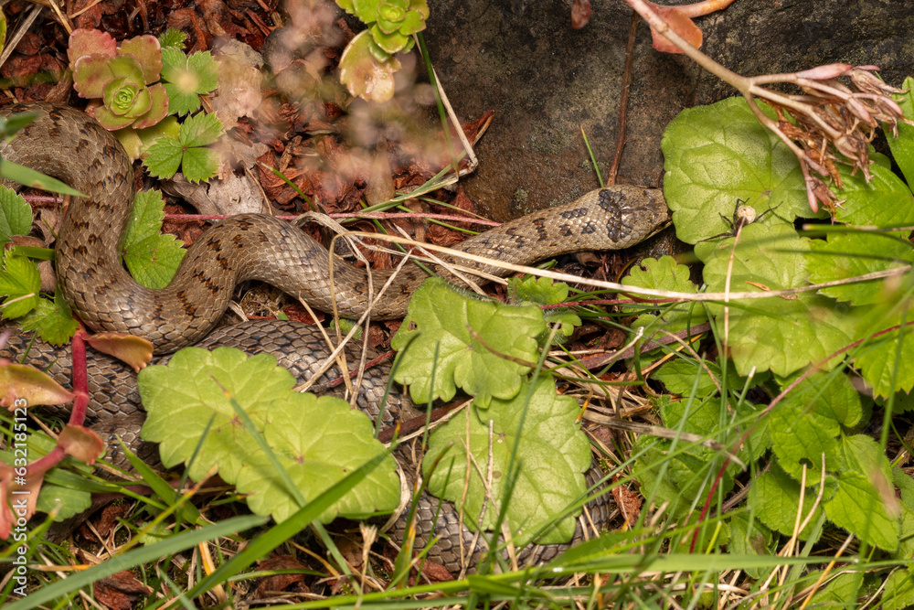 Fototapeta premium Schlingnatter im Garten versteckt unter Pflanzen