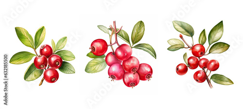 tangy lingonberry watercolor © sevector