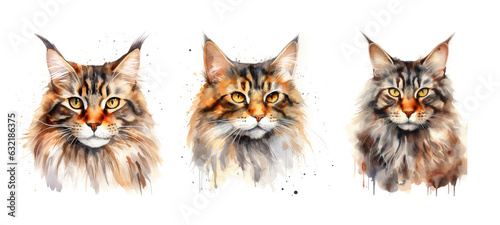 feline maine coon cat watercolor