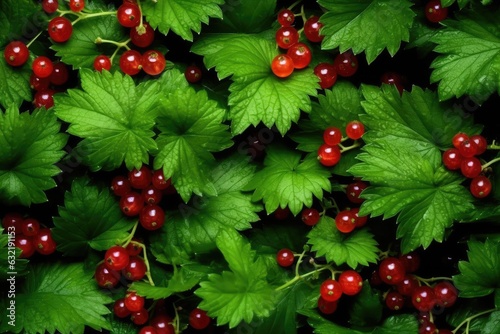Ripe fresh red currants with green leaves as background, closeup photo, top view.