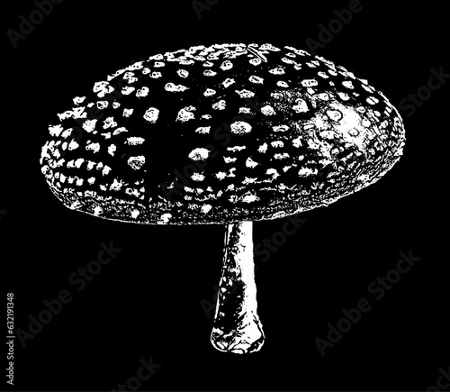 Pilz Fliegenpilz Vektor Zeichnung. Herbst Dekoration. Schwarz weiß.