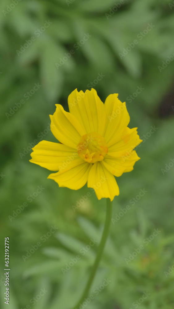Yellow cosmos flower in the garden, closeup of yellow cosmos flower Yellow cosmos flower in the garden, closeup of yellow cosmos flower