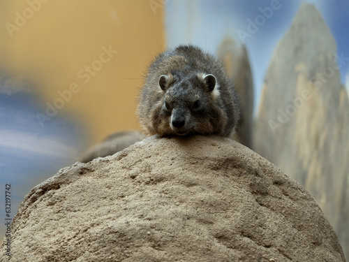 Cape Rock Hyrax, Procavia capensis, sits on a rock and observes the surroundings