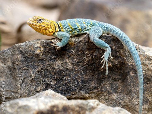 Collared lizard Crotaphytus collaris, sits on a large stone and observes the surroundings