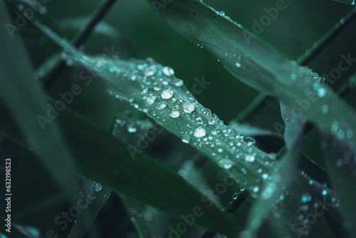 water drops on a blade of grass