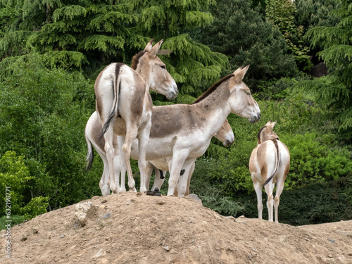  small herd of Turkmenian kulan, Equus hemionus kulan, stands on a hill. © vladislav333222