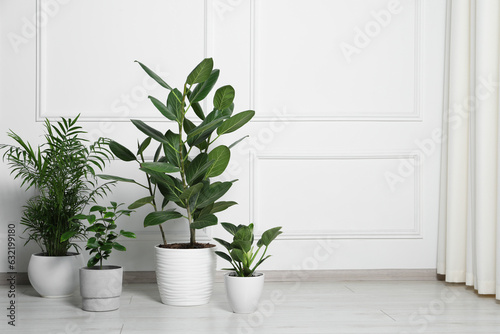 Many different houseplants in pots on floor near white wall indoors, space for text