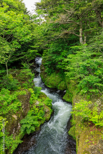 夏の竜頭の滝への森の中の川