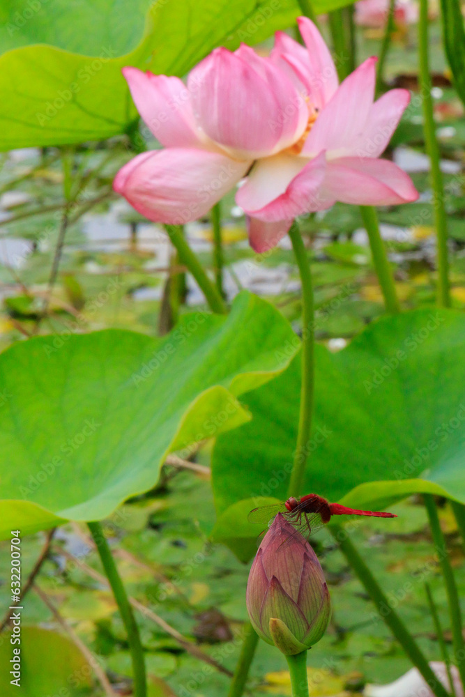 夏のハスの花と赤とんぼ 夏のハスの花と赤とんぼ
