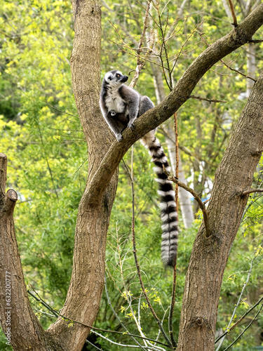 A female Lemur catta, Ring-tailed Lemur, with her young sits high in a tree