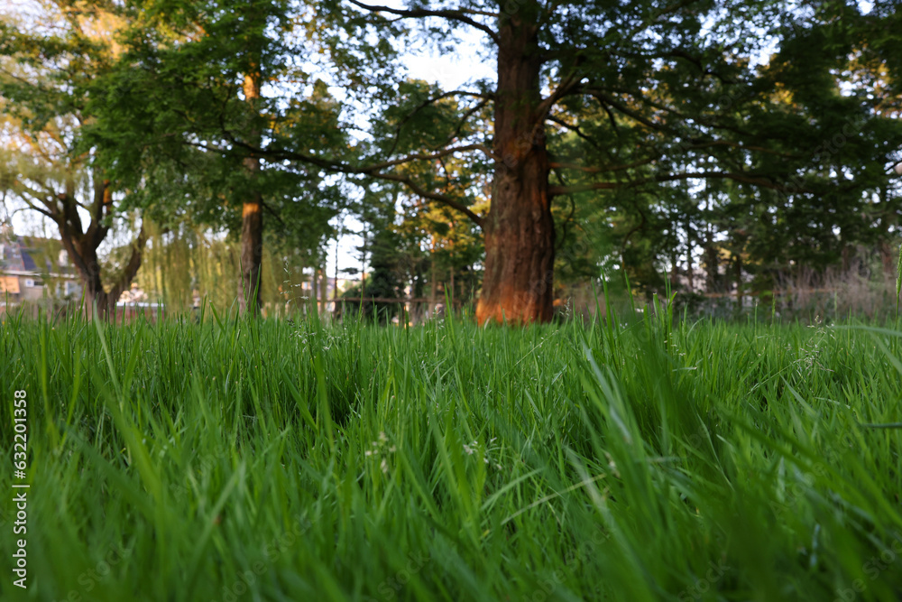 Obraz premium Beautiful view of green grass in park