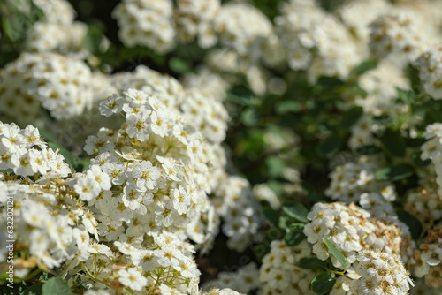 Beautiful spiraea shrub with white blossom on sunny day, closeup. Space for text