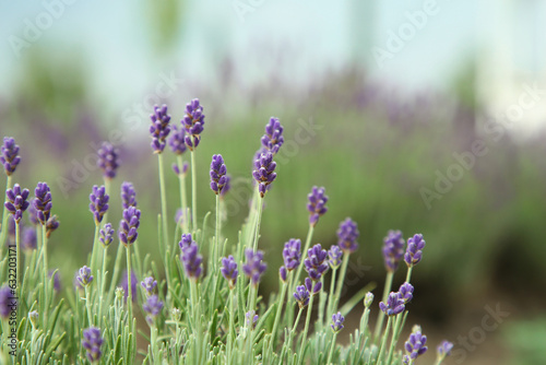 Beautiful blooming lavender growing in field  closeup. Space for text