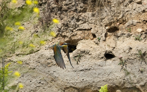 Bee eater (Merops apiaster). Beautiful colourful bird. The European bee-eater on the flyght, cute flufy bird. photo