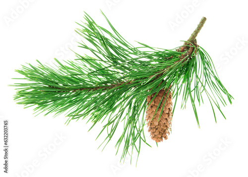 Pine tree branch. Fir twigs with green needles, isolated. Winter holiday evergreen decoration, spruce or cedar elements.