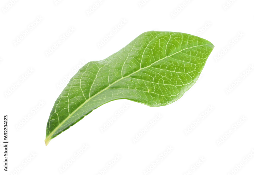 Obraz premium One green blueberry leaf isolated on white