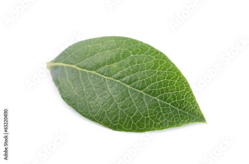 One green blueberry leaf isolated on white