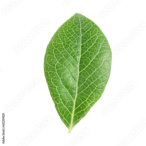 One green blueberry leaf isolated on white