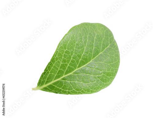 One green blueberry leaf isolated on white