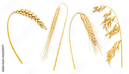 Set von Getreide, Weizen, Roggen, Gerste und Hafer isoliert über transparentem Hintergrund photo