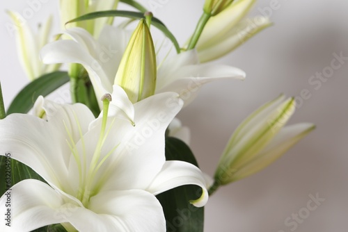 Beautiful lily flowers on white background  closeup