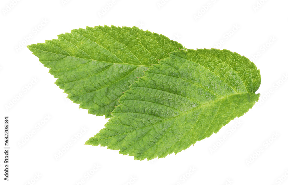 Fresh green raspberry leaves isolated on white Fresh green raspberry leaves isolated on white