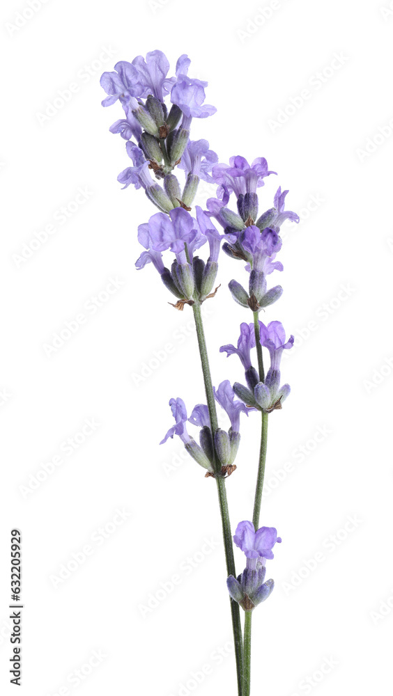 Obraz premium Beautiful blooming lavender flowers isolated on white