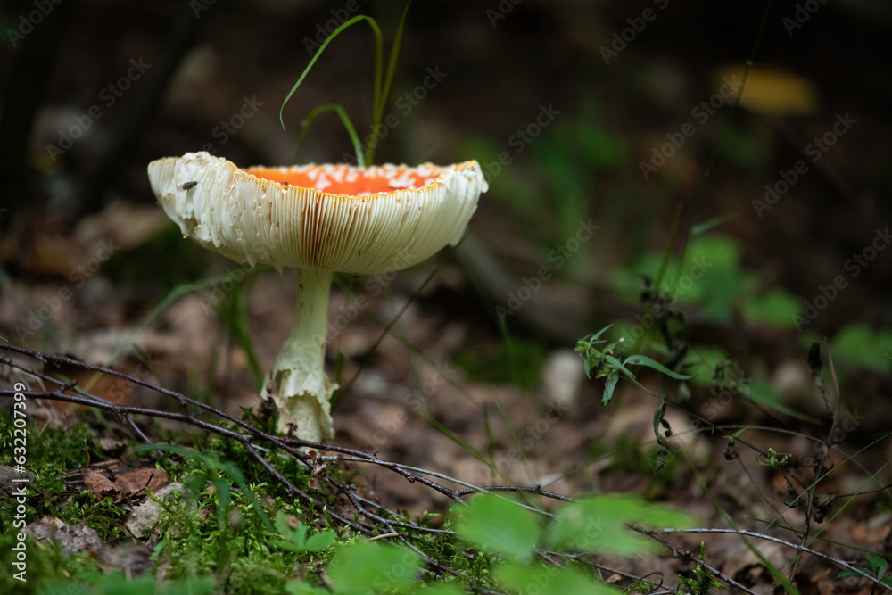 Fly agaric (Amanita muscaria) Fly agaric (Amanita muscaria)